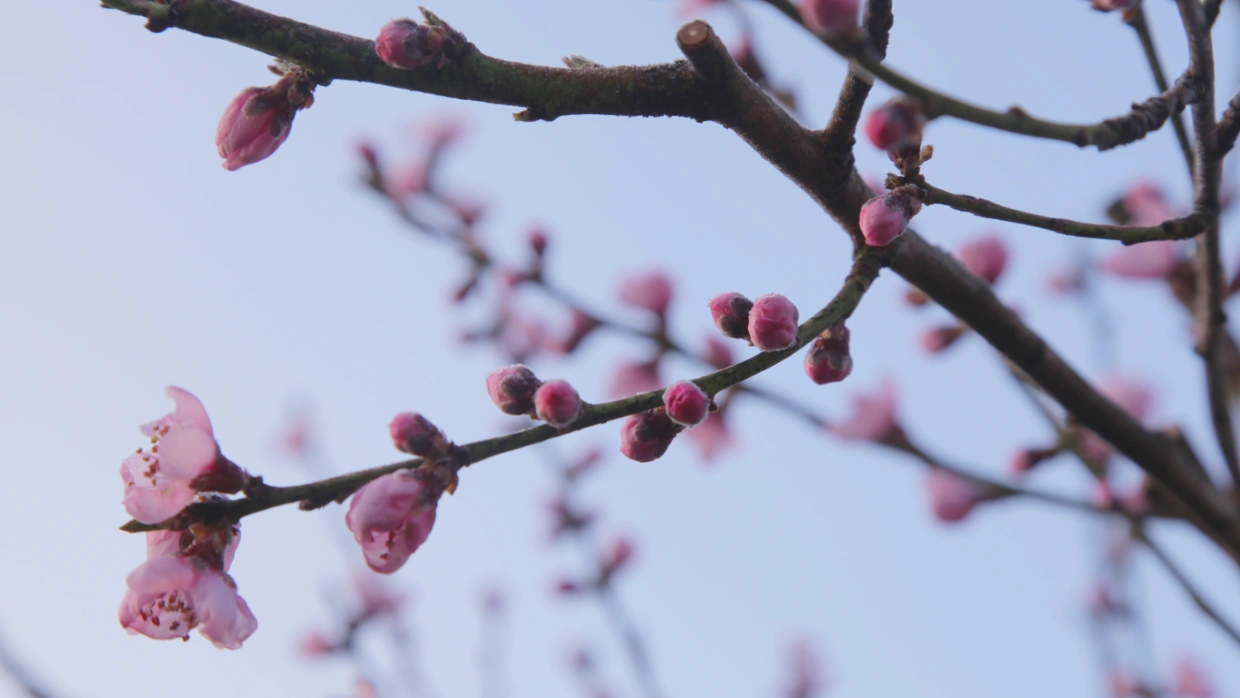 Grünes Wunder | Gartengestaltung Wolfram Burkhardt - Gartenpflege, Gartengestaltung, Obstbaumschnitt im Raum Potsdam.