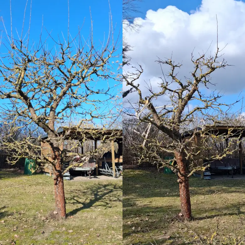 Grünes Wunder Obstbaumschnitt Baumschnitt | Potsdam Kleinmachnow Stahnsdorf Teltow | Berlin Steglitz-Zehlendorf