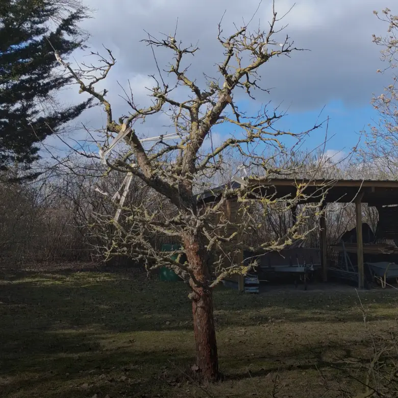 Grünes Wunder Baumpflege Obstbaumschnitt Baumschnitt | Potsdam Kleinmachnow Stahnsdorf Teltow | Berlin Steglitz-Zehlendorf